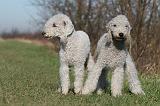 BEDLINGTON TERRIER 167